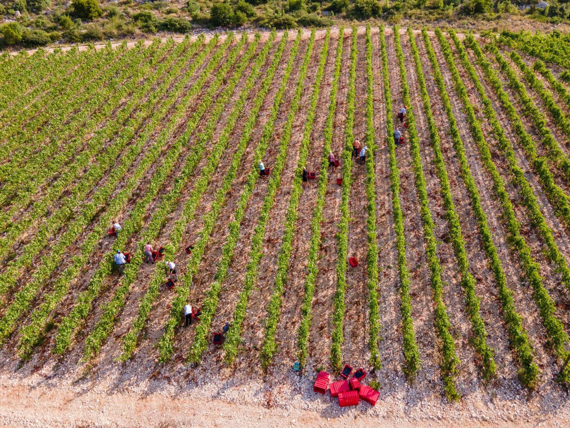 Winery Rizman B&B Slivno Ravno Ngoại thất bức ảnh